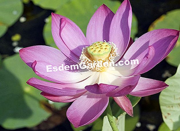 Lotus védelem - lotus Lotus 'Fisrt Lady' - Santonine kert