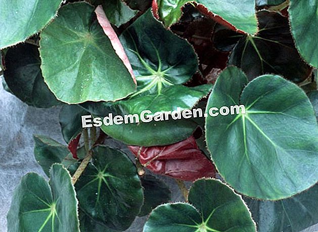 Persodinkite vandens lelijos begoniją - persodinkite Begonijos vandens lelija (Begonia x erythrophylla)