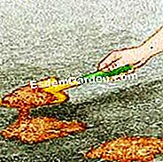 Geri gestai padalinti ir pasodinti lelijų - Geri © D.R.