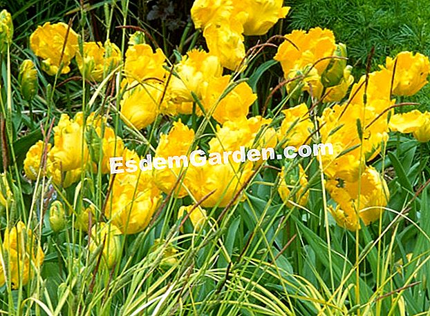 Adegan berbunga: bunga tulip terhadap rumput - (bunga) Adegan berbunga: bunga tulip terhadap rumput