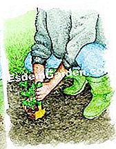 コウシンの播種 - () 最も激しいコルンバンを植える