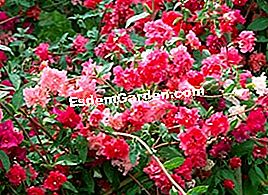 Gėlių pasirinkimas sėti saulėtoms dienoms - Gėlių Pusiau nykštukė Godetia © Unefleurunjardin.com