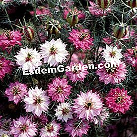 Gėlių pasirinkimas sėti saulėtoms dienoms - gėlės Damaskas Nigella 'Mulberry Rose' © Thompson & Morgan
