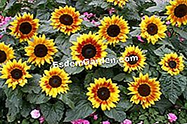 Gėlių pasirinkimas sėti saulėtoms dienoms - Gėlių Helianthus © Peddler / Kiepenkerl sodinukai