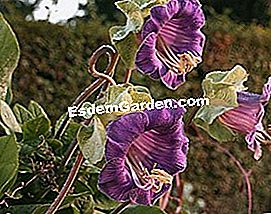 Gėlių pasirinkimas sėti saulėtoms dienoms - sėklų Cobée - Unefleurunjardin