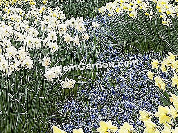Mentol bunga berbunga kecil - (mentol) Siberian scilles and daffodils mixed - F. Marre - EsdemGarden