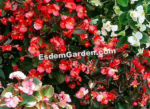 Semina la begonia semperflorens - (Begonia semperflorens) Semperflorens Begonia Massif