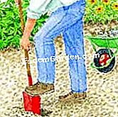 Sembrando el dinero del Papa - (papa) Preparar la esquina de siembra