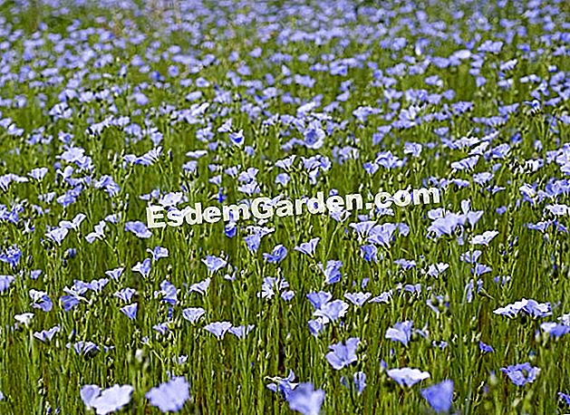 Menyemai rami tahunan - (yang) Flax tahunan membawa ke taman hiasan sentuhan biru yang indah. Di taman sayuran, flax tahunan (Linum usitatissimum) digunakan sebagai baja hijau. - Bidang Pagaille - F. Marre - EsdemGarden