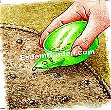 Menyemai abadi - (abadi) Menyemai benih immortelle