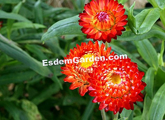 Menyemai abadi - (abadi) Helichrysum 'Bracteatum Monstruosum'. Immortelles disemai pada musim bunga lewat untuk membuat bunga bunga kering pada akhir musim panas. E. Breckle - EsdemGarden