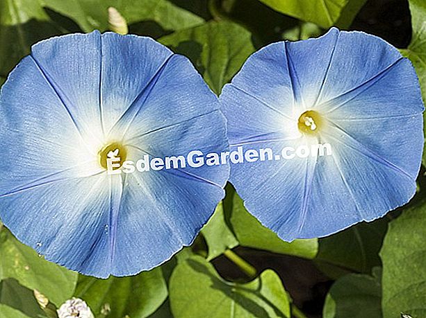 Az Ipomoea vetése - volubilis ipomoeas