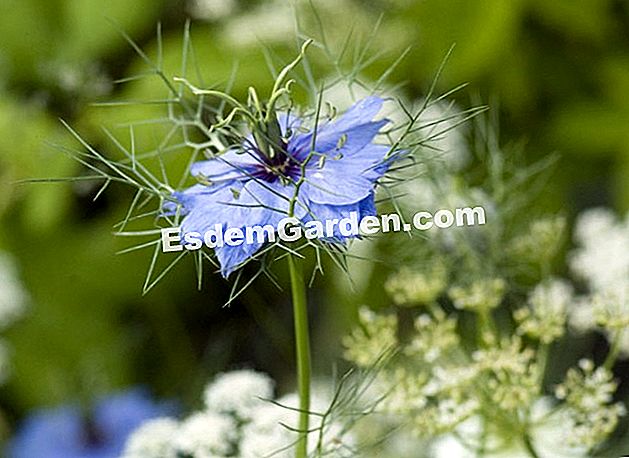 Menyemai nigella di Damsyik - (nigella) Bunga Blackcurrant (Nigella damascena) - Taman di bawah tulang rusuk - L. Hego - EsdemGarden