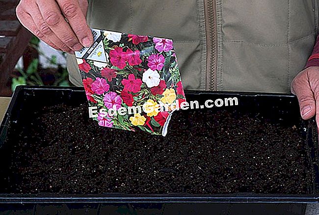 Menyemai petunia - (petunia) Menyemai petunias
