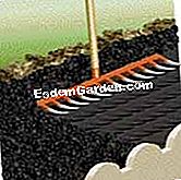 Semina i wallflowers nel terreno - (terreno) Confezione e acqua