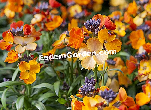 Semina i wallflowers nel terreno - (wallflowers) Enormi wallflowers