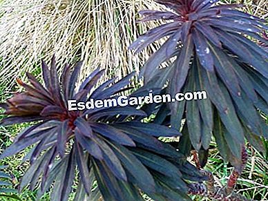 Un spurge cu frunze uimitoare - (frunze) Euphorbia