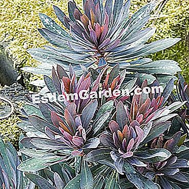 Un spurge cu frunze uimitoare - (iarnă) Euphorbia 'Black Bird' - poza Frédéric Marre - EsdemGarden