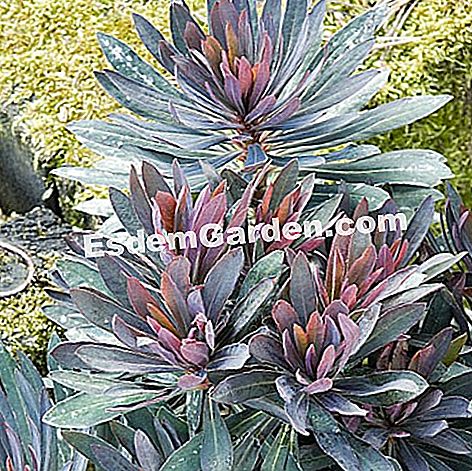 Un spurge cu frunze uimitoare - (frunze) Euphorbia 'Black Bird' - poza Frédéric Marre - EsdemGarden