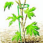 Estacar el delfinio - (estacar) Mantener las plantas