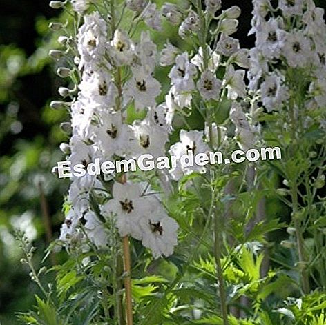 Estacar el delfinio - (estacar) Delphinium y resmas de haya