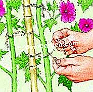 Pfählen Sie die Lavatère jährlich - (pfählen) Pflücken Sie einige Blumenstiele
