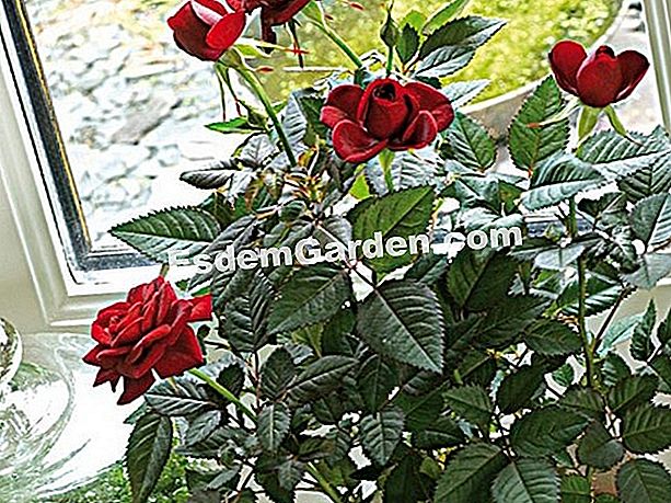Verstärke die Miniserie - (Blumen) Mini stieg in einen Topf
