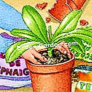 Sėkmingas phalaenopsis orchidėjų įsodinimas - phalaenopsis Sodinti falanenopsio orchidėją į puodą