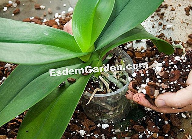 Sėkmingas phalaenopsis orchidėjų įsodinimas - kandis Duodant falanopizę