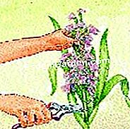 Gladiole Tear - (tear) © D.R.