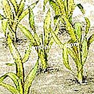 Gladiole Tear - (gladiole) © D.R.