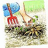 Keluarkan dan simpan dahlia - (dahlia) © D.R.