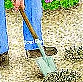Să smulgi și să păstrezi freezia - (care) © D.R.