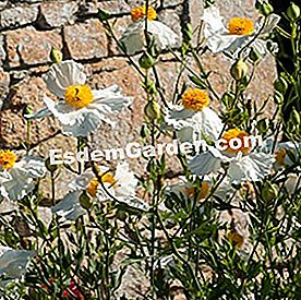 Apa yang perlu ditanam dalam pendedahan yang cerah? - (cerah) Poppy putih raksasa (Romneya coulteri)