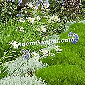 Apa yang perlu ditanam dalam pendedahan yang cerah? - (yang) Agapanthus massif dan sempadan santol