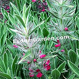 Apa yang perlu ditanam dalam pendedahan yang cerah? - (perlu) Stachys lavandulifolia