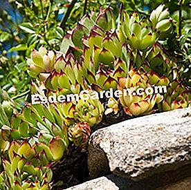 Apa yang perlu ditanam dalam pendedahan yang cerah? - (yang) Houseleek sempervivum tectorum di atas bumbung