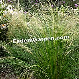 Apa yang perlu ditanam dalam pendedahan yang cerah? - (pendedahan) Stipa tenuifolia