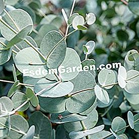 Apa yang perlu ditanam dalam pendedahan yang cerah? - (pendedahan) Eucalyptus 'Azura'