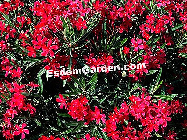 Apa yang perlu ditanam dalam pendedahan yang cerah? - (cerah) Laurel-rose 'Red d' - J. Malburet - EsdemGarden - Jean Rey Nursery