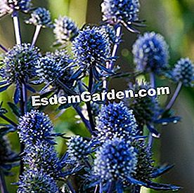 Eryngium planum 