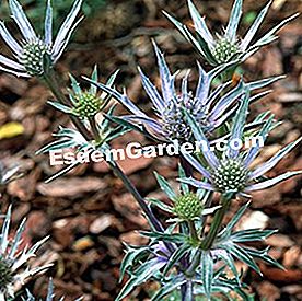 Eryngium bourgatii 