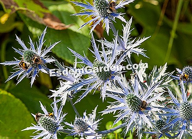 Синий чертополох Eryngium bourgatii.