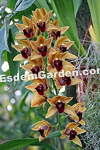 Mil y una orquídeas 2016 - (2016) Cymbidium 'Sovereign Hill'