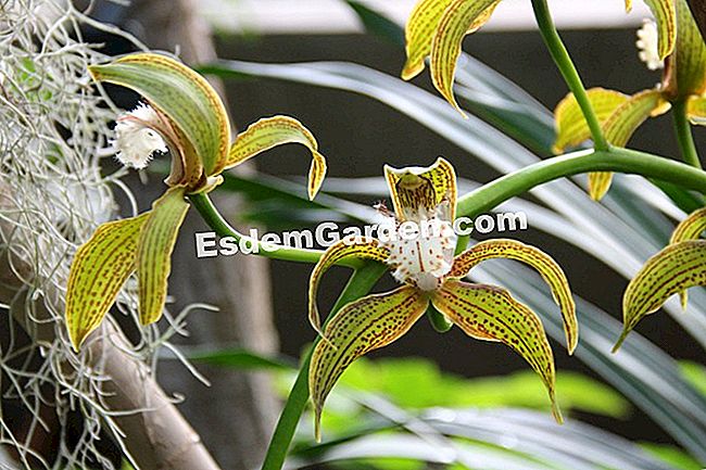 Mil y una orquídeas 2016 - (phalaenopsis) Cymbidium tracianum