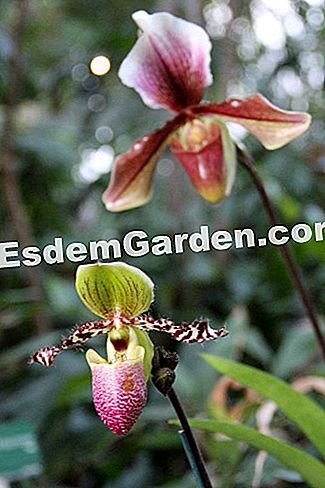 Mil y una orquídeas 2016 - (2016) Paphiopedilum 'Pinocho'