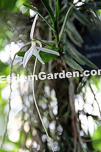 Mil y una orquídeas 2016 - (París) Jumellea comoransis
