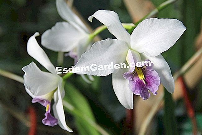 Mil y una orquídeas 2016 - (phalaenopsis) Laelia anceps coerulea