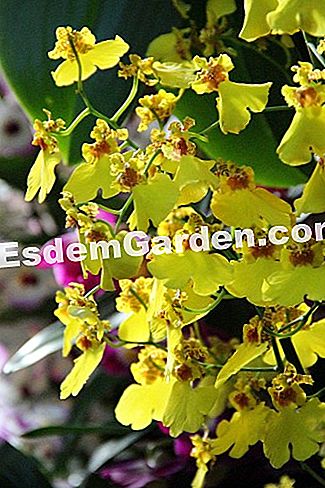 Mil y una orquídeas 2016 - (phalaenopsis) Oncidium 'Sweet Sugar'