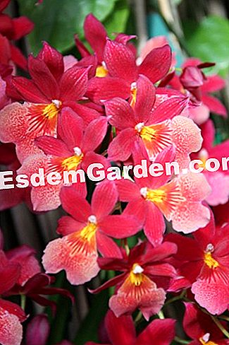 Mil y una orquídeas 2016 - (París) Onidopsis 'Nelly Isler'